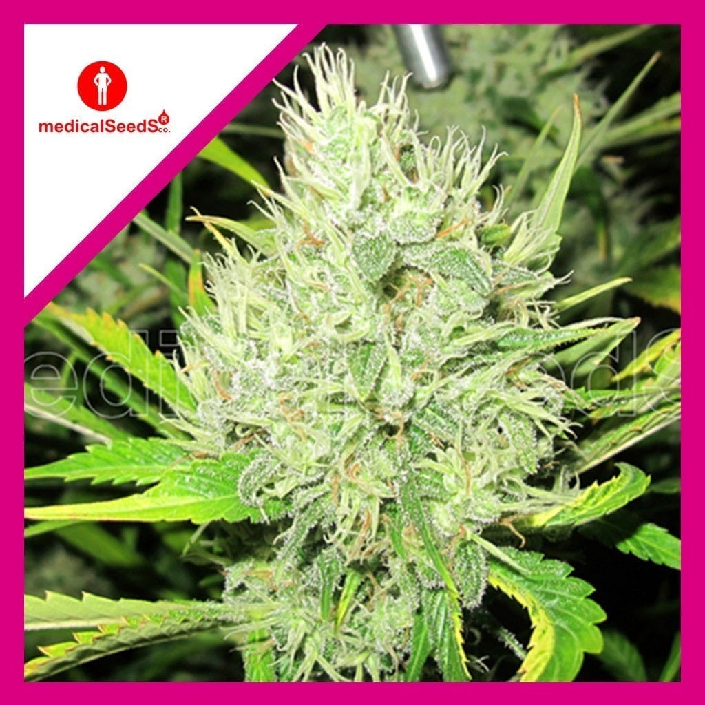 2046 Fem X3+2 - Medical Seeds - vista 2