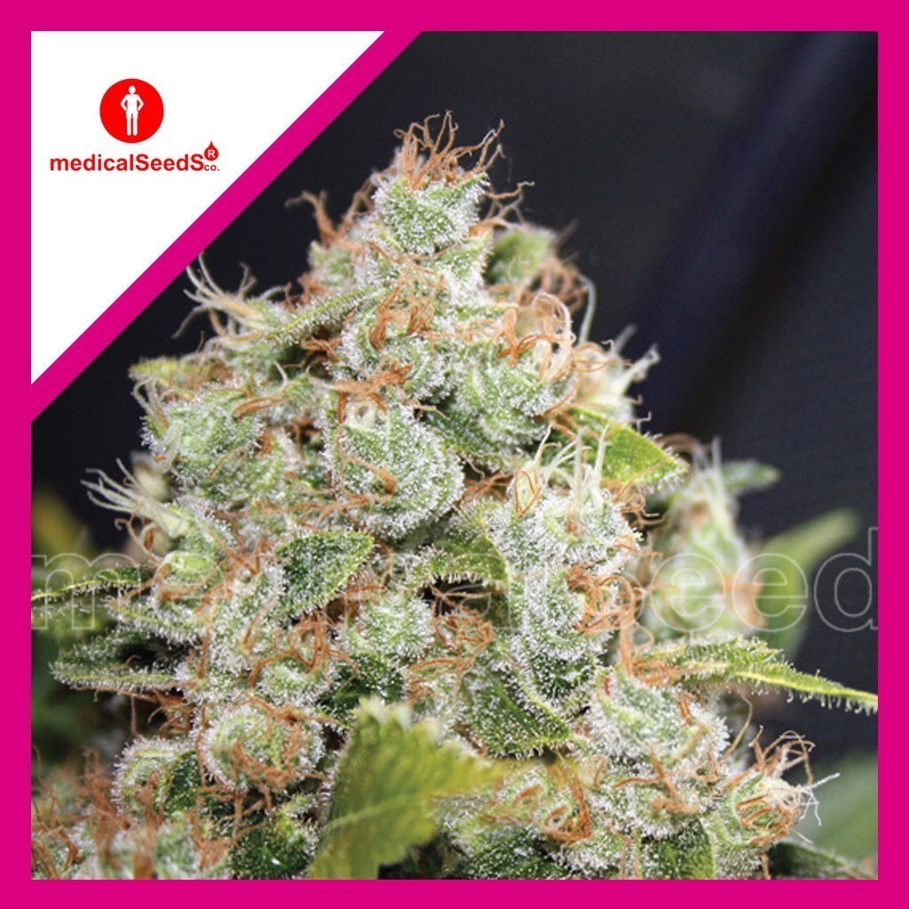 Bcn Sour Diesel Fem X3+2 - Medical Seeds