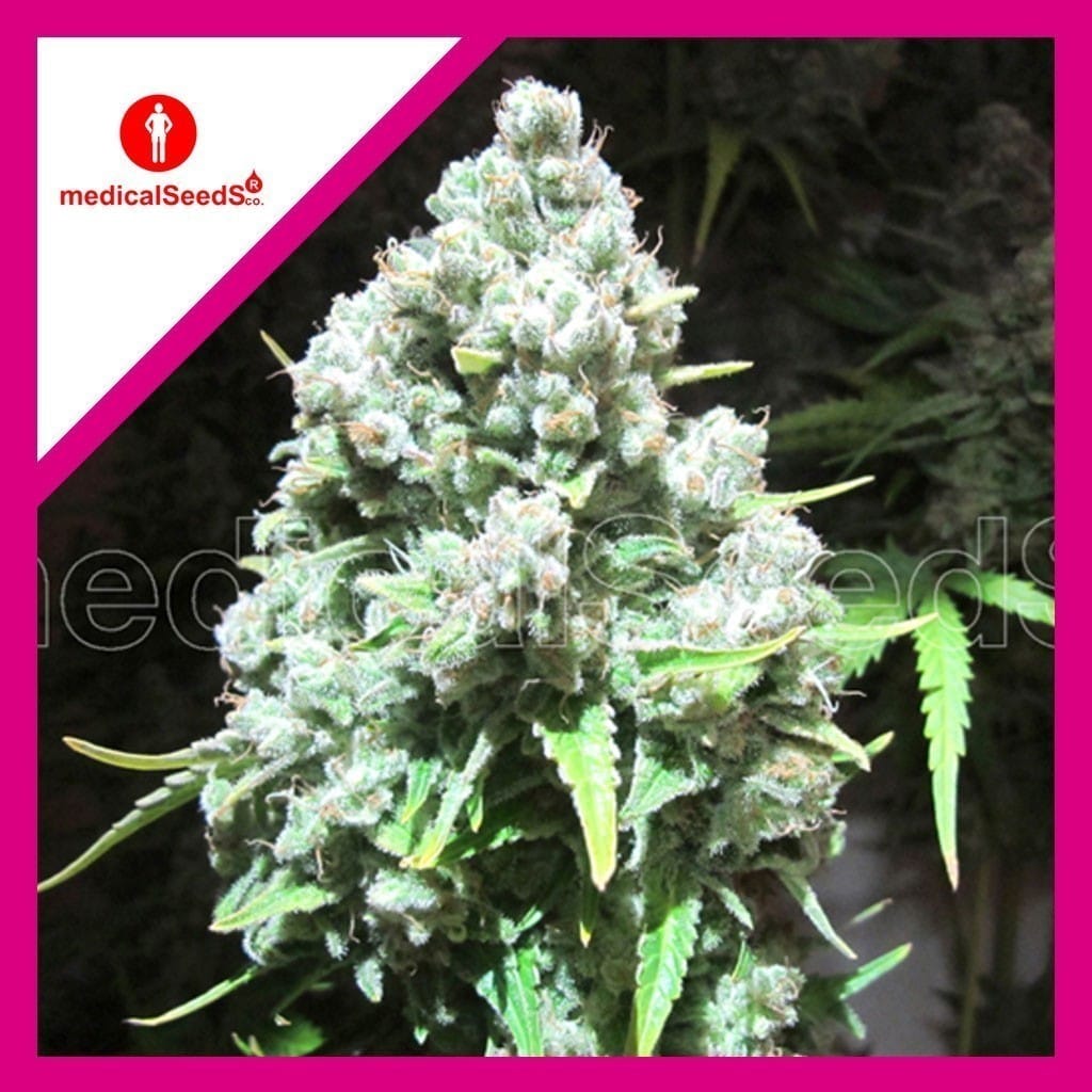 Malakoff Fem X3+2 - Medical Seeds - vista 2