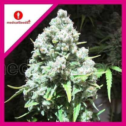 Malakoff Fem X3+2 - Medical Seeds - vista 2