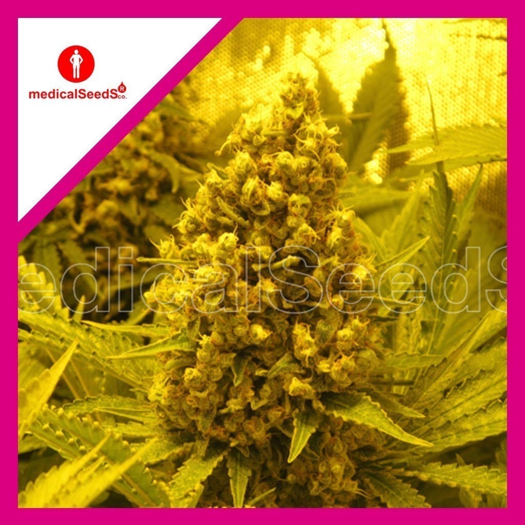 Prozack Fem X3+2 - Medical Seeds
