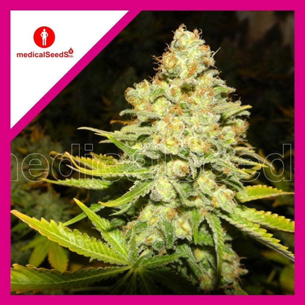 White Widow Fem X3+2 - Medical Seeds