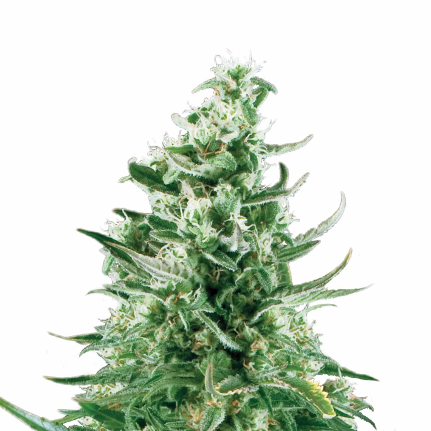 Royal Critical Auto X3 - Royal Queen - vista 2
