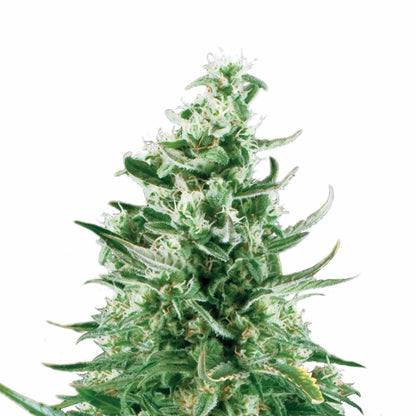 Royal Critical Auto X3 - Royal Queen - vista 2