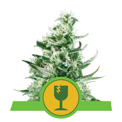 Royal Critical Auto X3 - Royal Queen - vista 3