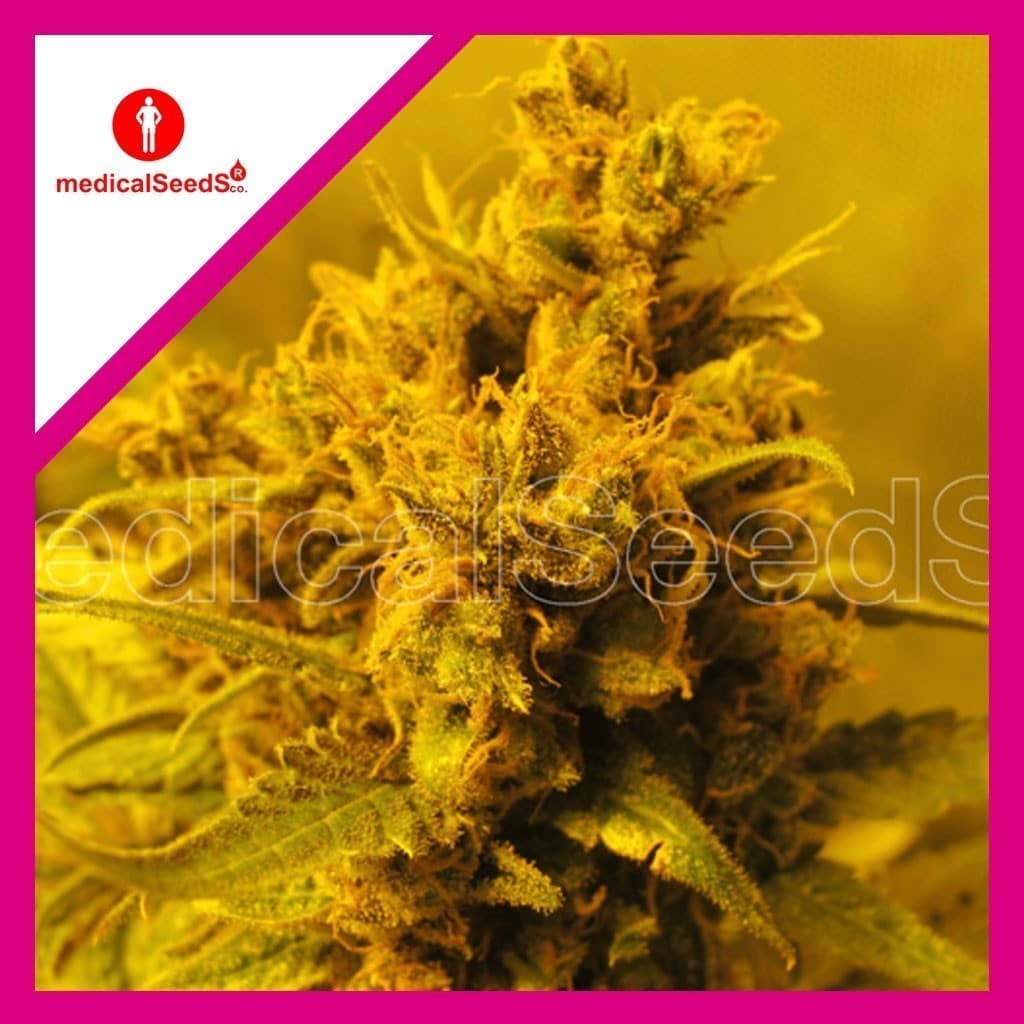 Y Griega Fem X3+2 - Medical Seeds