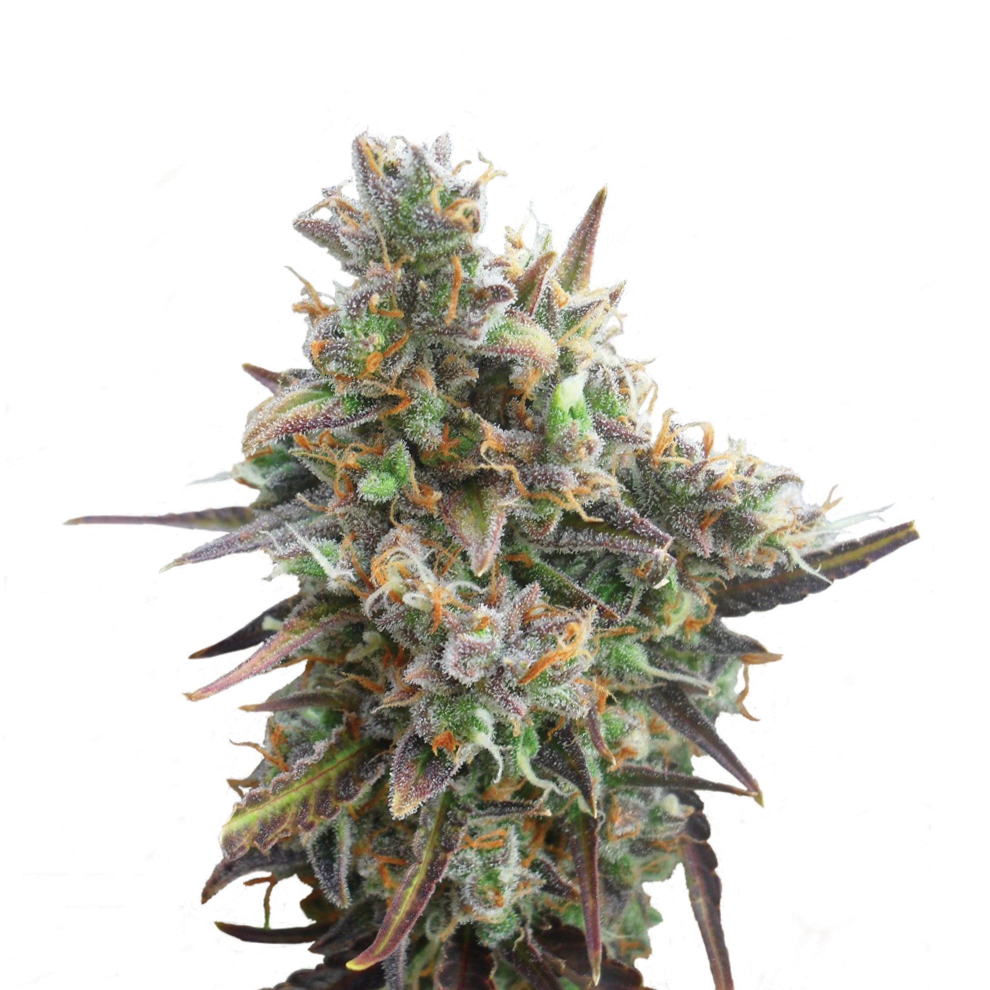Royal Bluematic Auto X3 - Royal Queen - vista 2