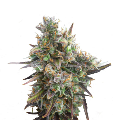 Royal Bluematic Auto X3 - Royal Queen - vista 2