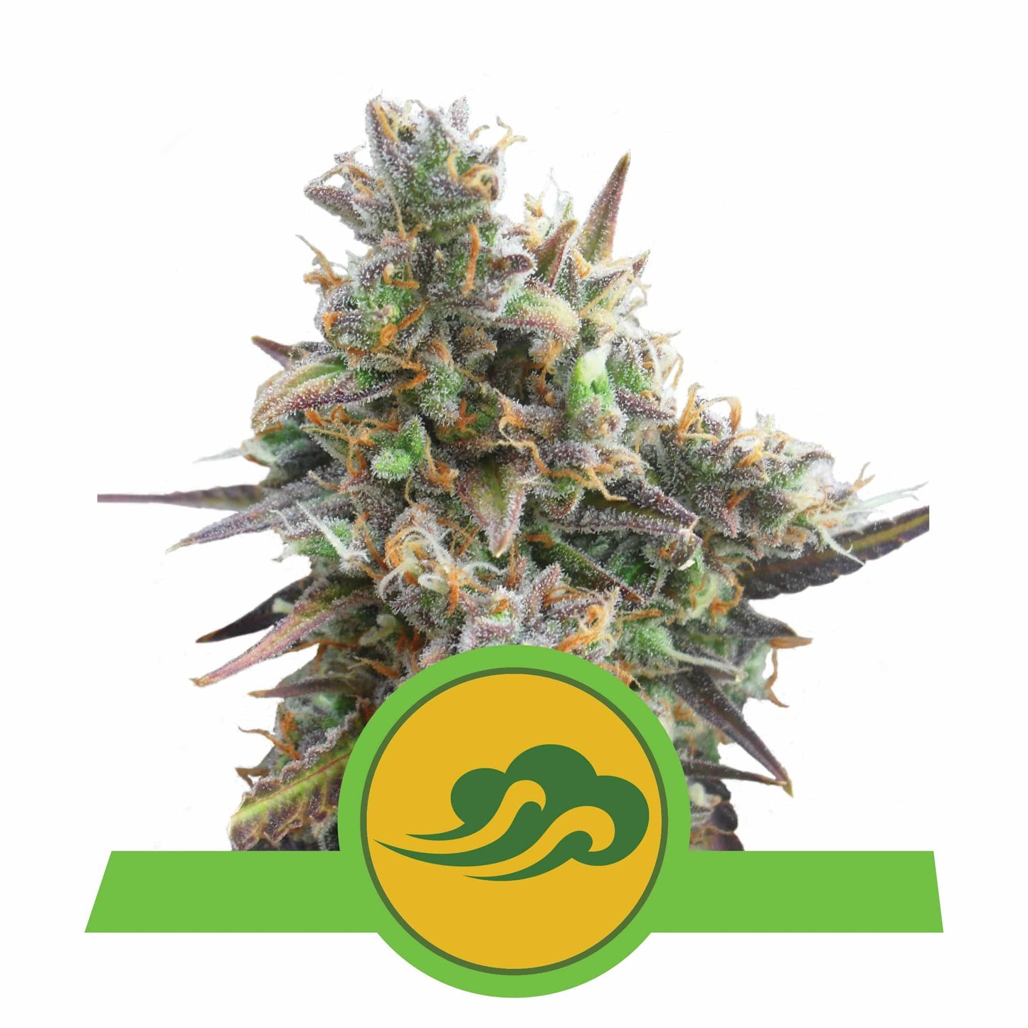 Royal Bluematic Auto X3 - Royal Queen - vista 3