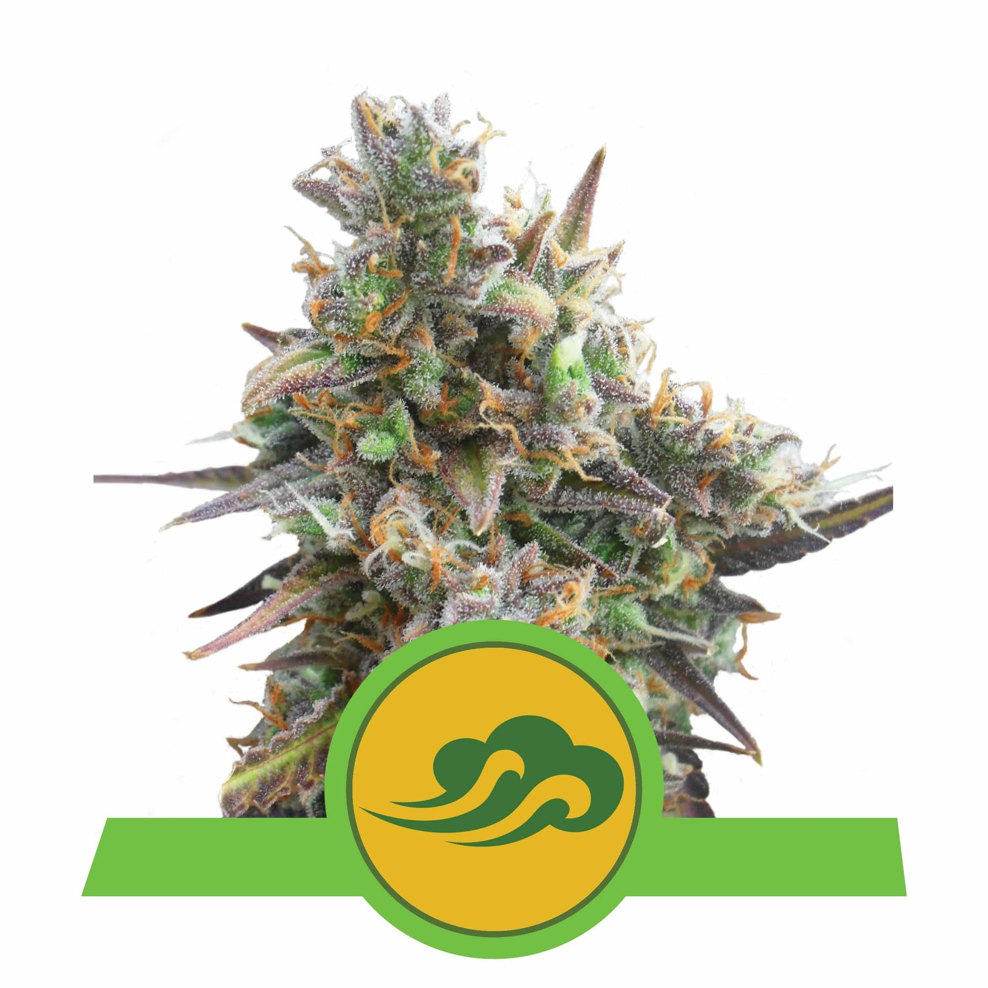 Royal Bluematic Auto X3 - Royal Queen - vista 3