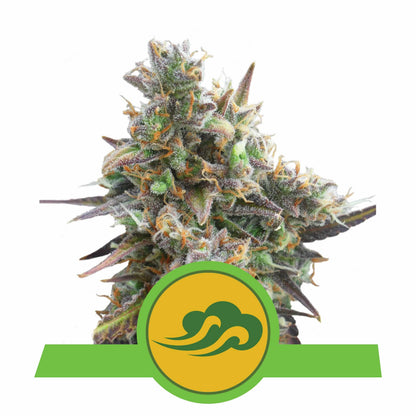 Royal Bluematic Auto X3 - Royal Queen - vista 3