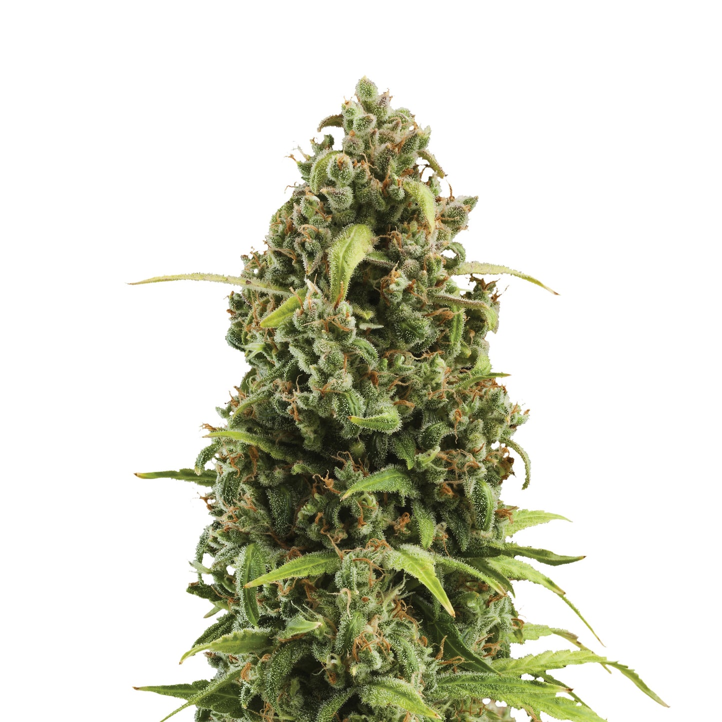 Diesel Auto X3 - Royal Queen - vista 2