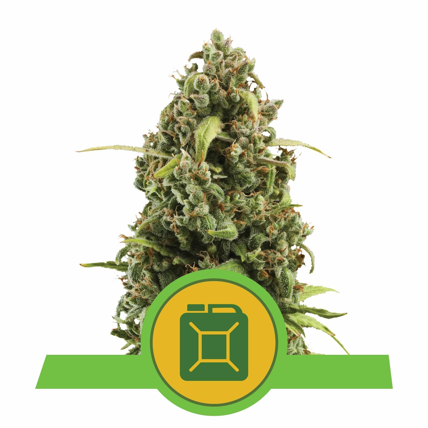 Diesel Auto X3 - Royal Queen - vista 3