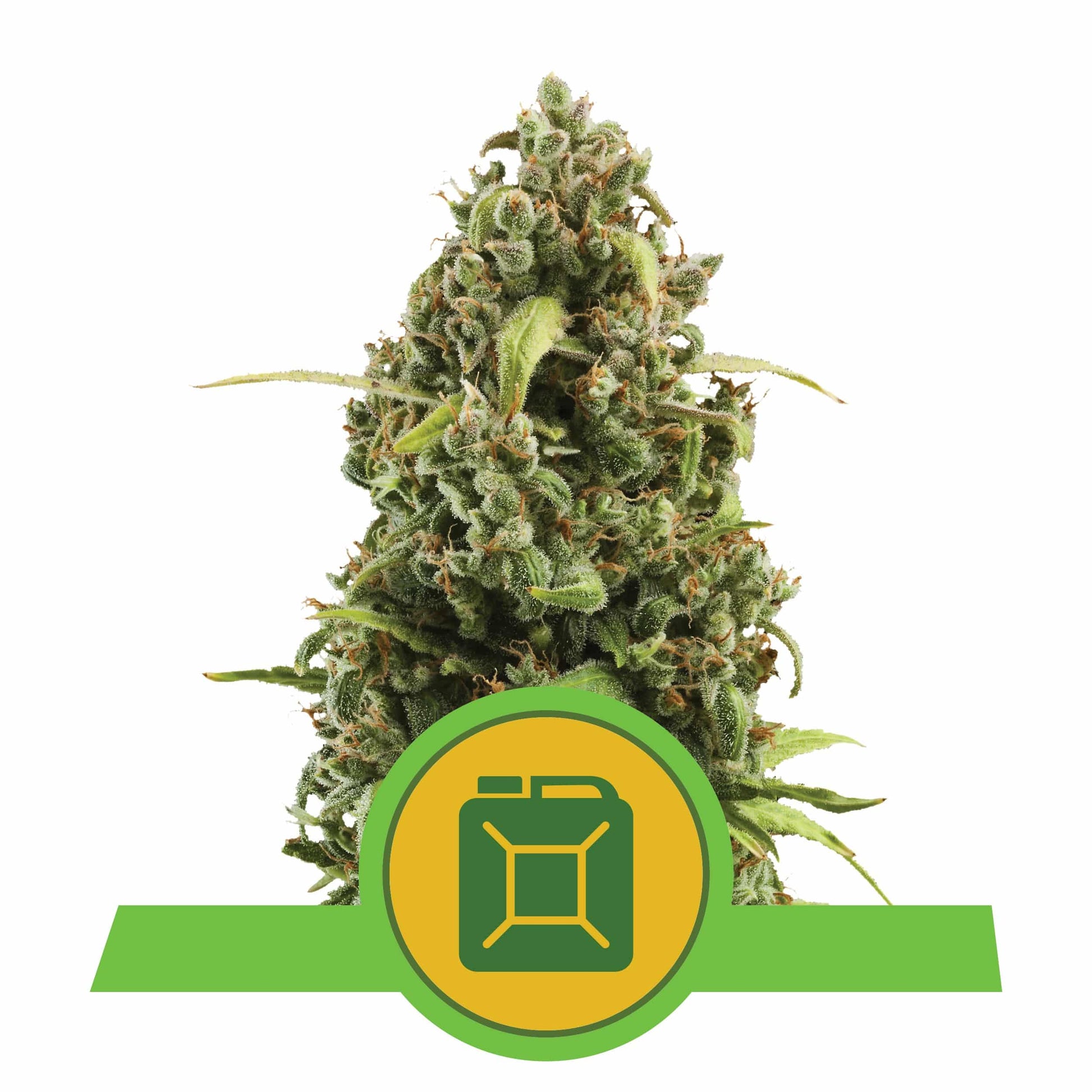 Diesel Auto X3 - Royal Queen - vista 3