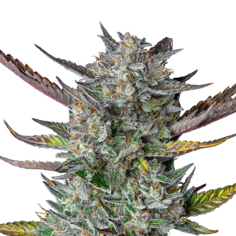 Purple Punch Usa Premium Auto X3 - Royal Queen - vista 2