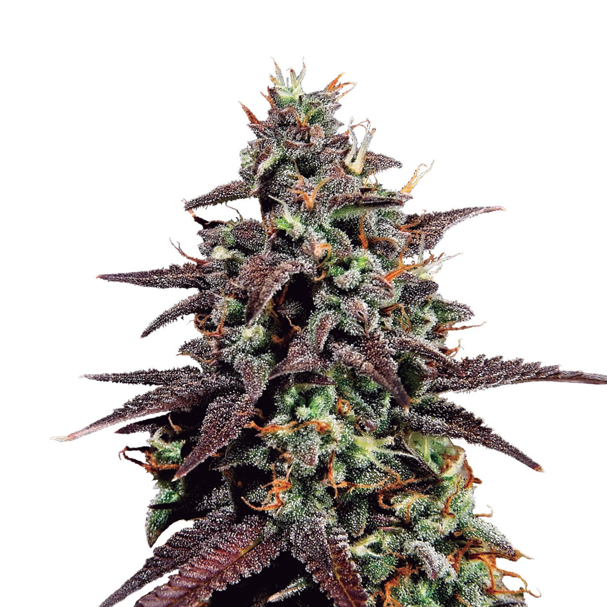 Purple Punch Usa Premium Auto X3 - Royal Queen - vista 3