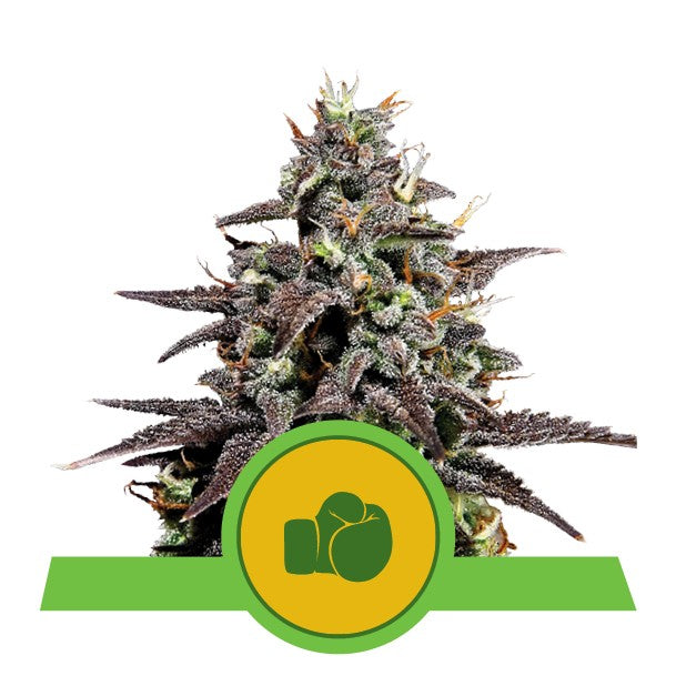 Purple Punch Usa Premium Auto X3 - Royal Queen - vista 4