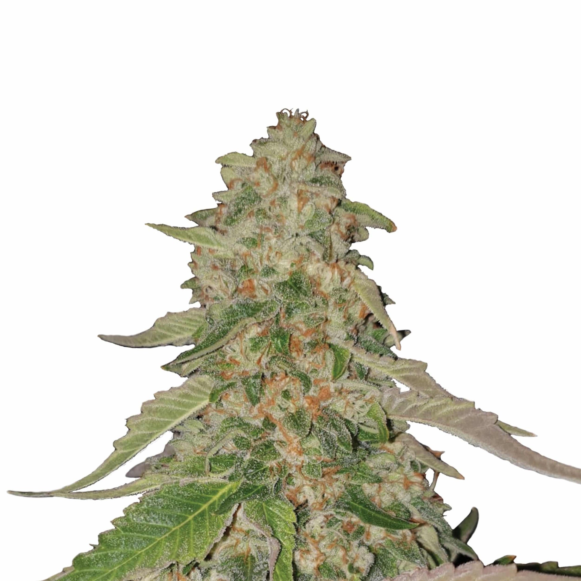 Sweet Zz Usa Premium Fem X3 - Royal Queen - vista 2