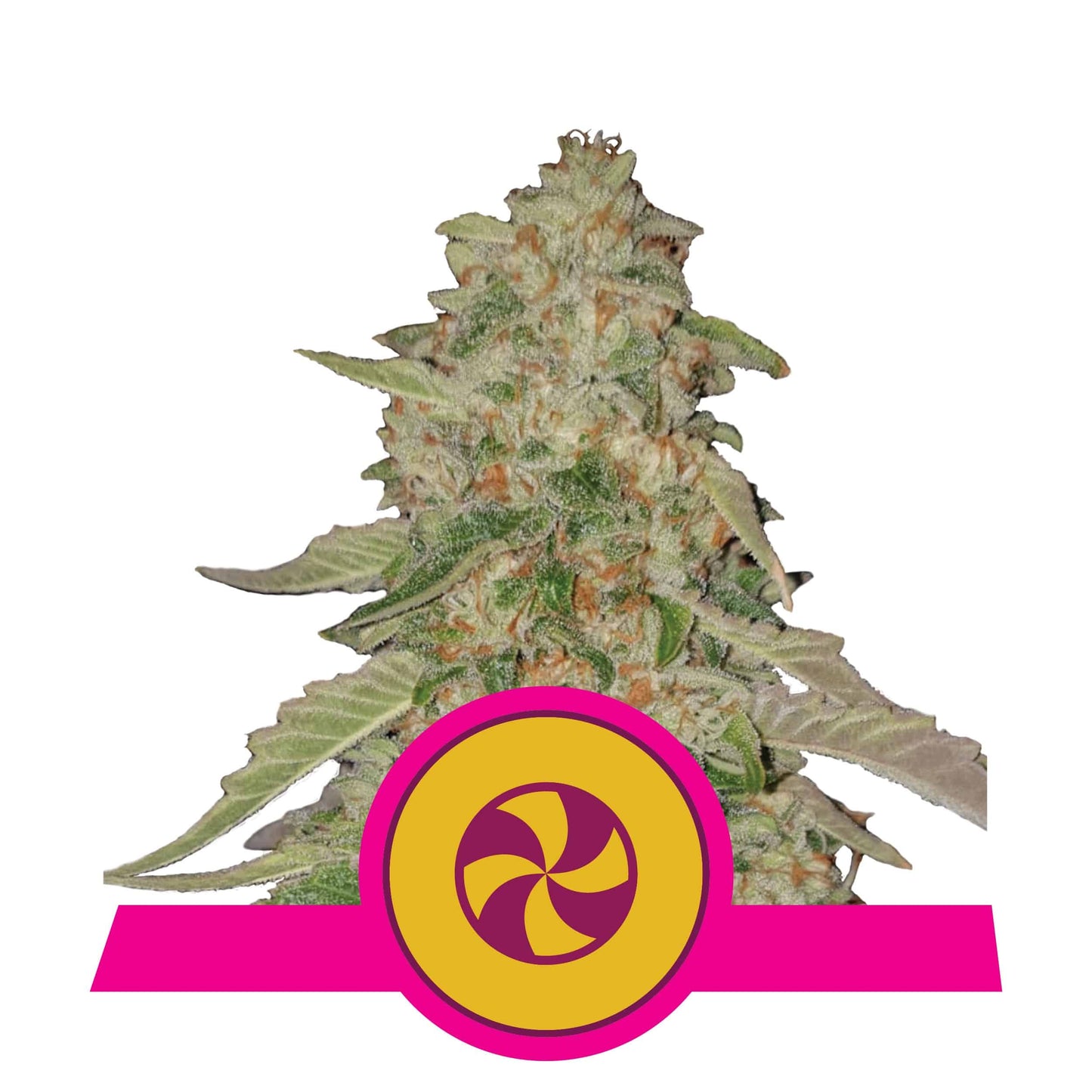 Sweet Zz Usa Premium Fem X3 - Royal Queen - vista 4