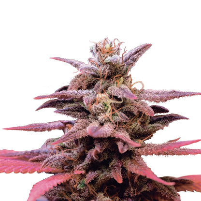 Wedding Crasher Usa Premium Fem X3 - Royal Queen - vista 2