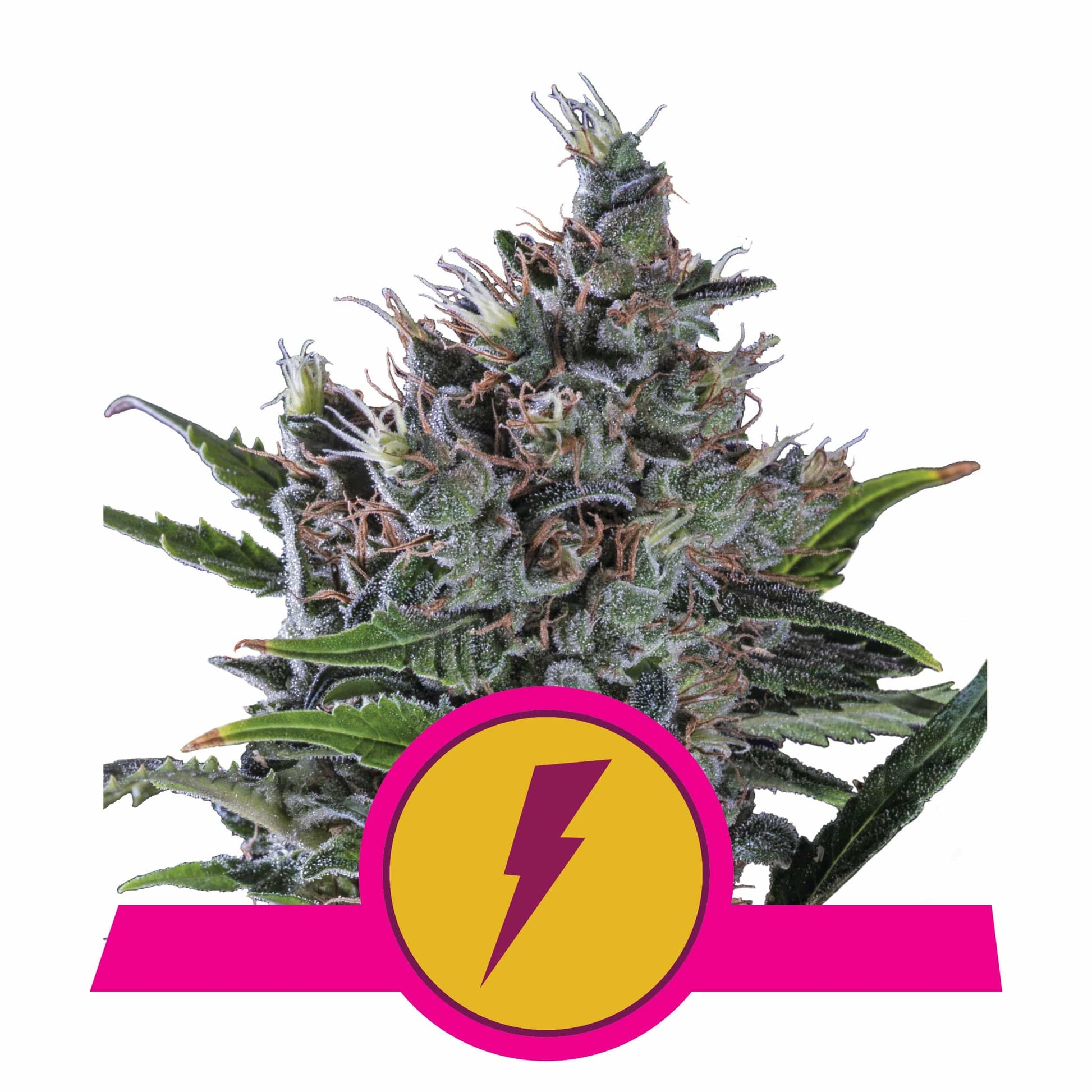 North Thunderfuck Usa Premium Fem X3 - Royal Queen - vista 2