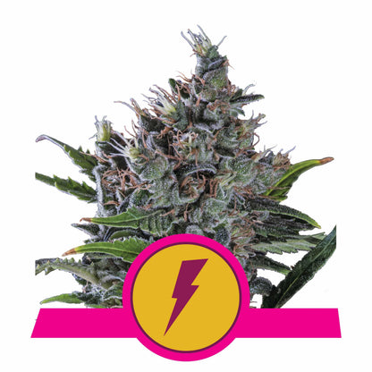 North Thunderfuck Usa Premium Fem X3 - Royal Queen - vista 2
