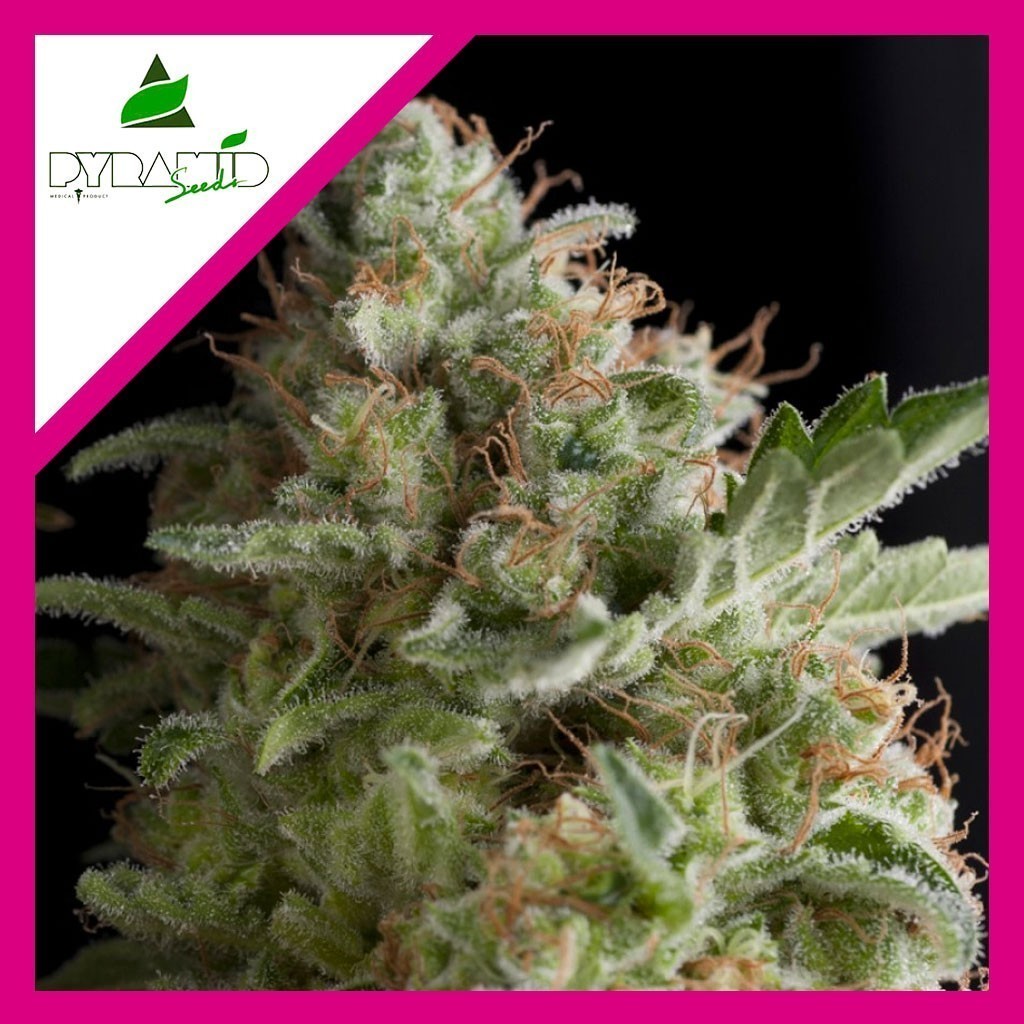 American Pie Fem X1 - Pyramid Seeds - vista 2