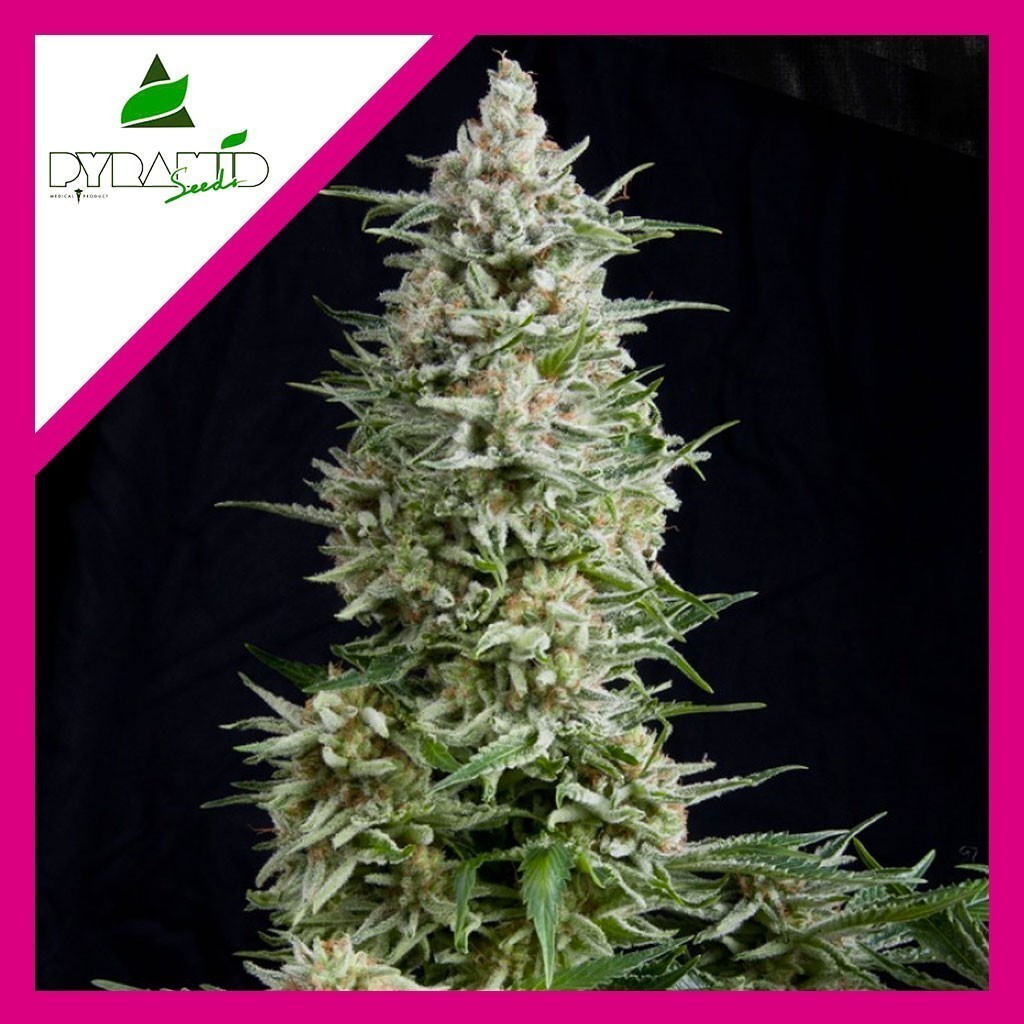 Amnesia Gold Fem X1 - Pyramid Seeds