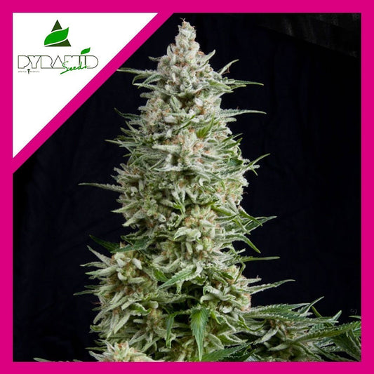 Amnesia Gold Fem X1 - Pyramid Seeds