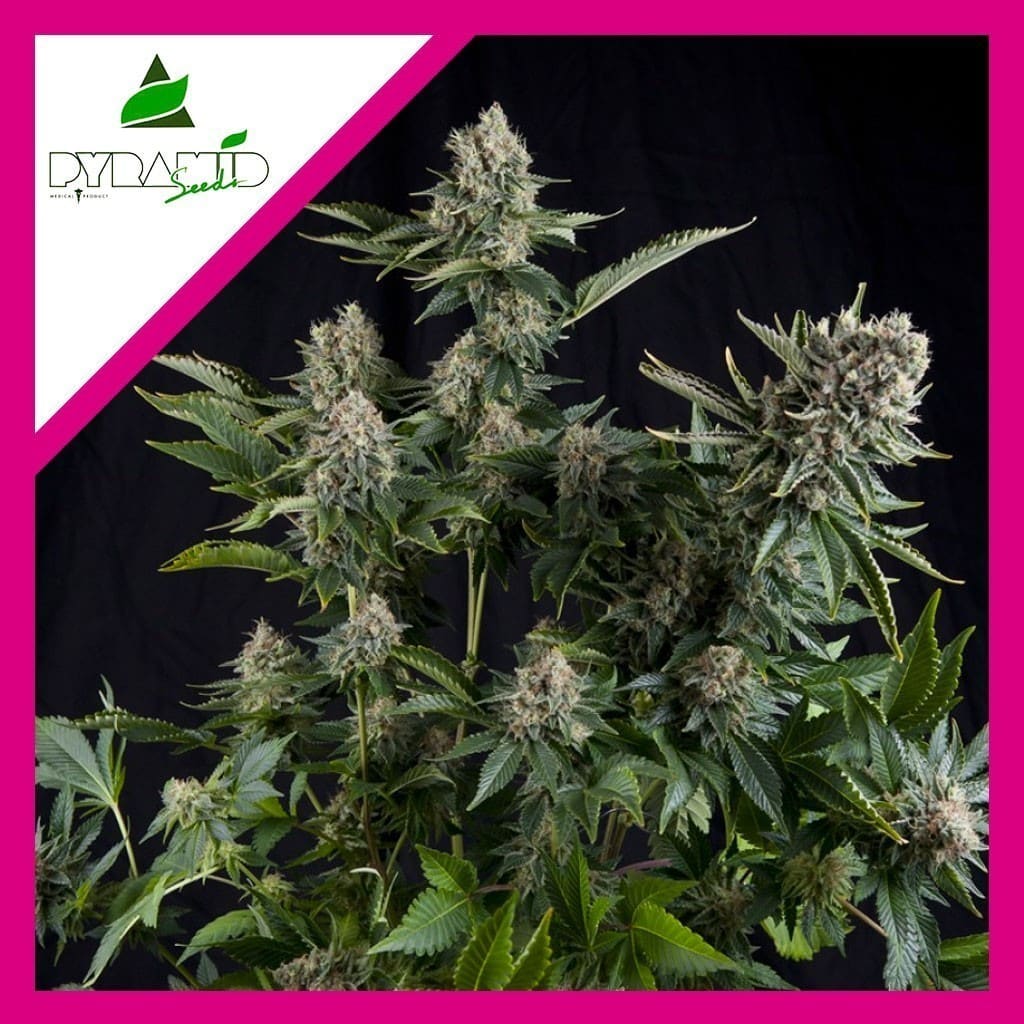 White Widow Fem X1 - Pyramid Seeds - vista 2