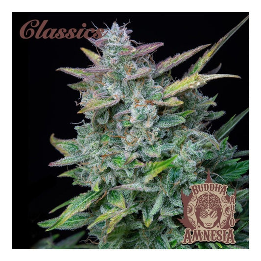 Amnesia Classics Auto X3+1 - Buddha Seeds
