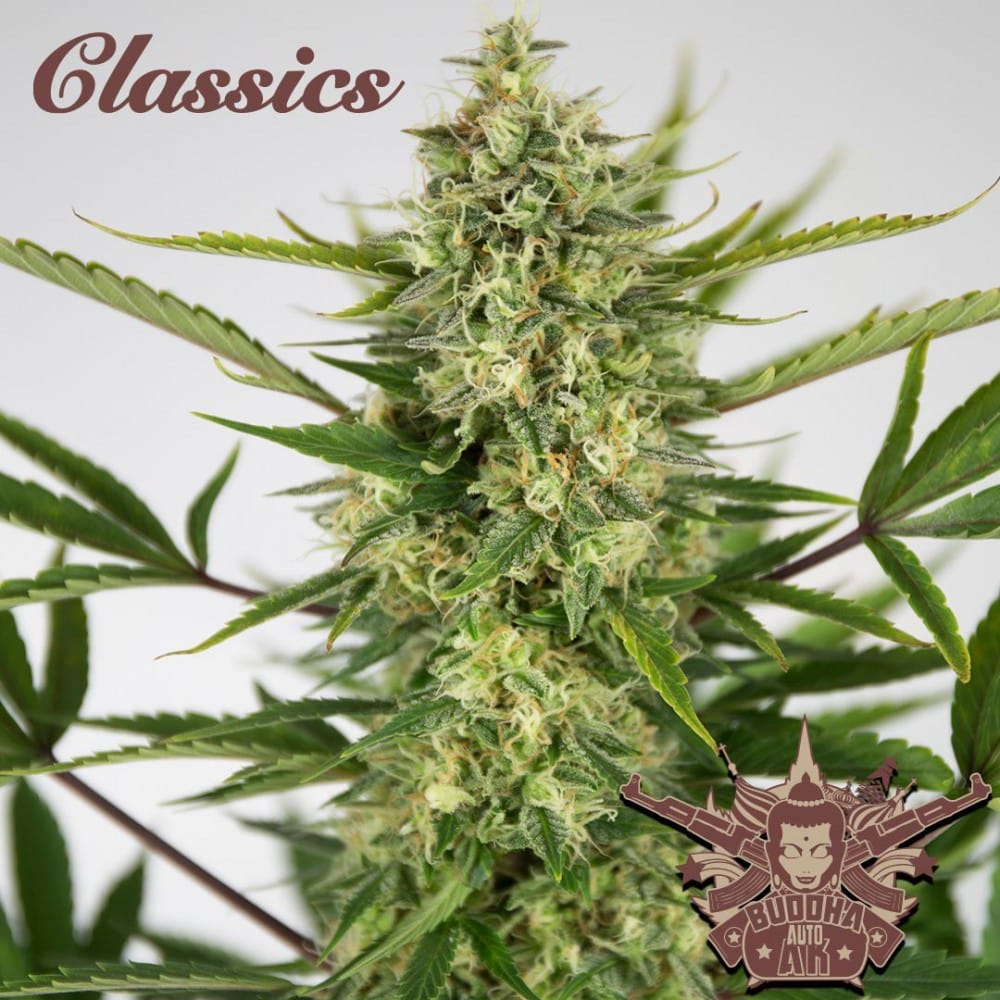 Ak Classics Auto X3+1 - Buddha Seeds