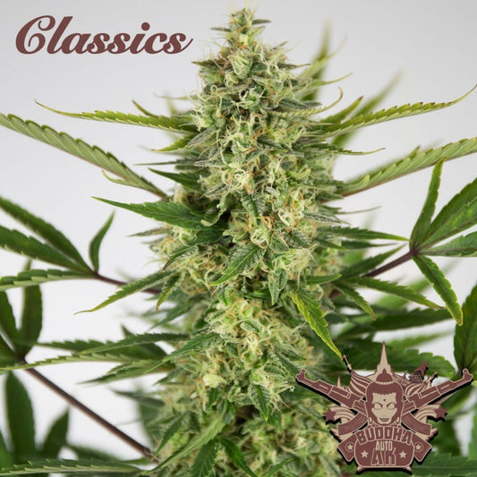 Ak Classics Auto X3+1 - Buddha Seeds