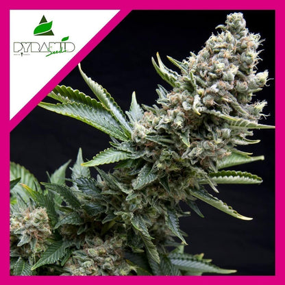 New York City Fem X1 - Pyramid Seeds