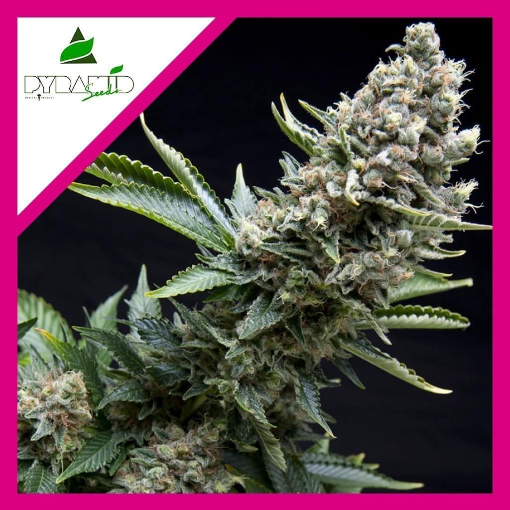 New York City Fem X1 - Pyramid Seeds - vista 2