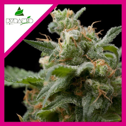 Super Hash Fem X1 - Pyramid Seeds