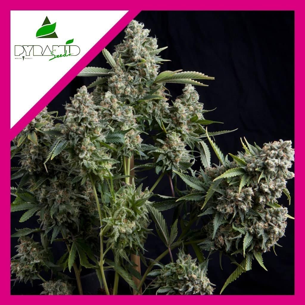 Tutankhamon Fem X1 - Pyramid Seeds