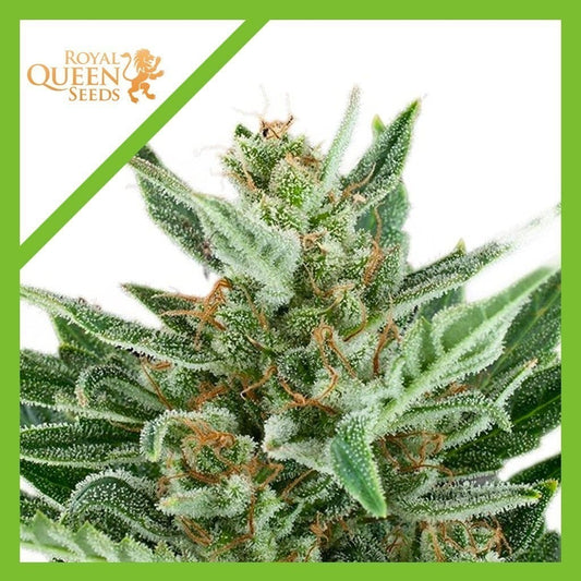 Easy Bud Auto X3 - Royal Queen Seeds