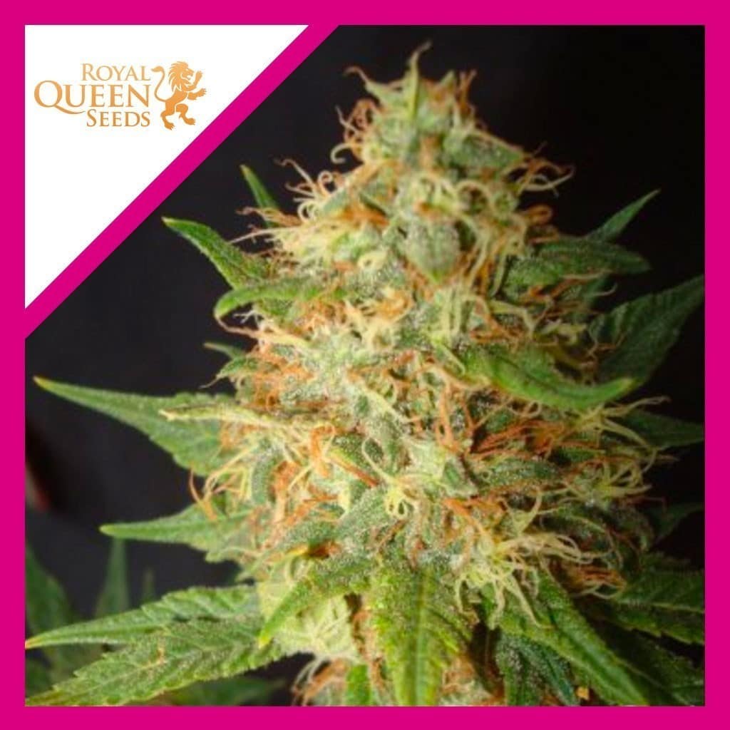 Royal Cheese Fast Fem X3 - Royal Queen Seeds