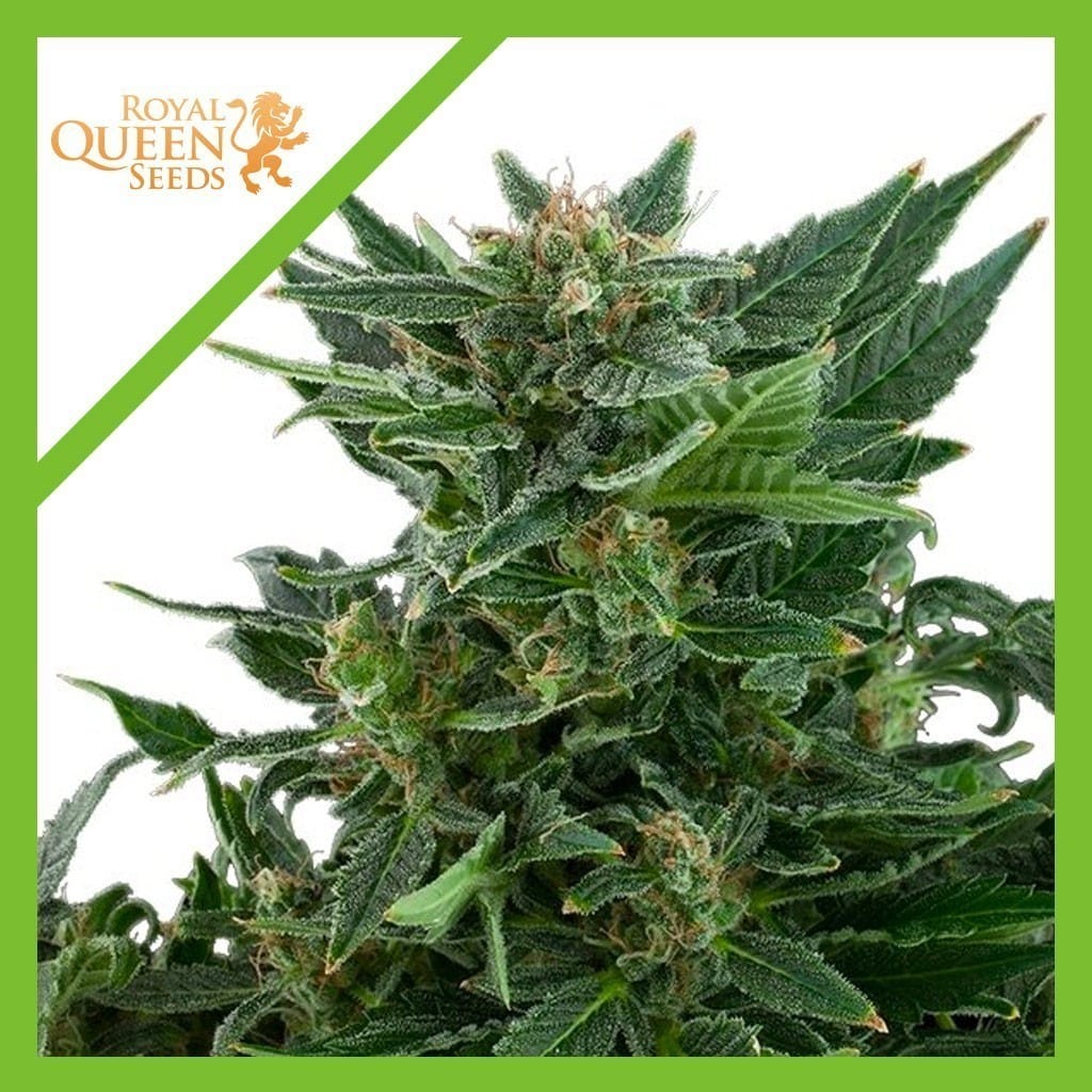 Royal Kush Auto X3 - Royal Queen Seeds