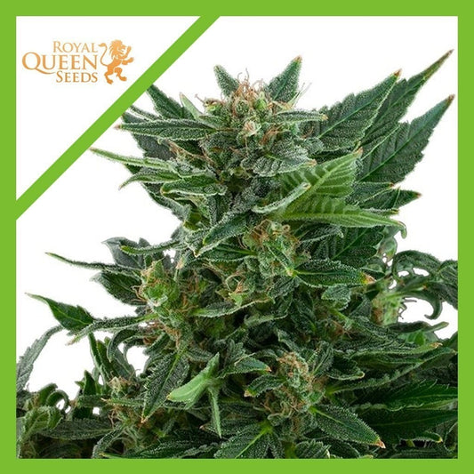 Royal Kush Auto X3 - Royal Queen Seeds