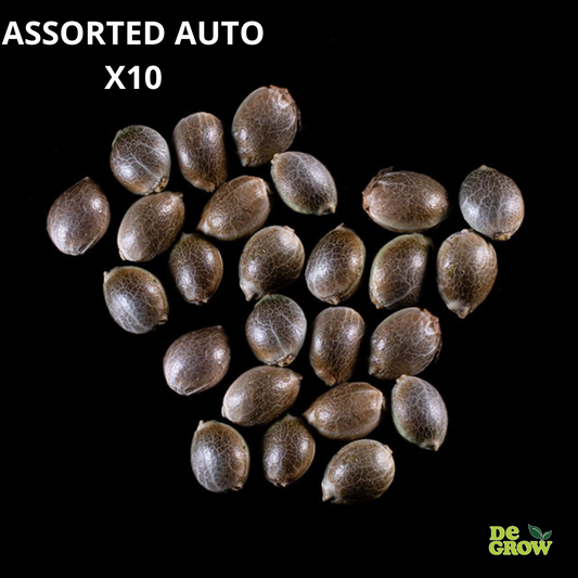 ASSORTED AUTO X10 - BUDDHA SEEDS