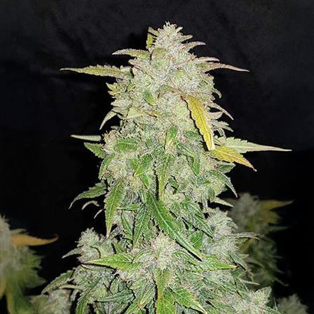 Amnesia Auto