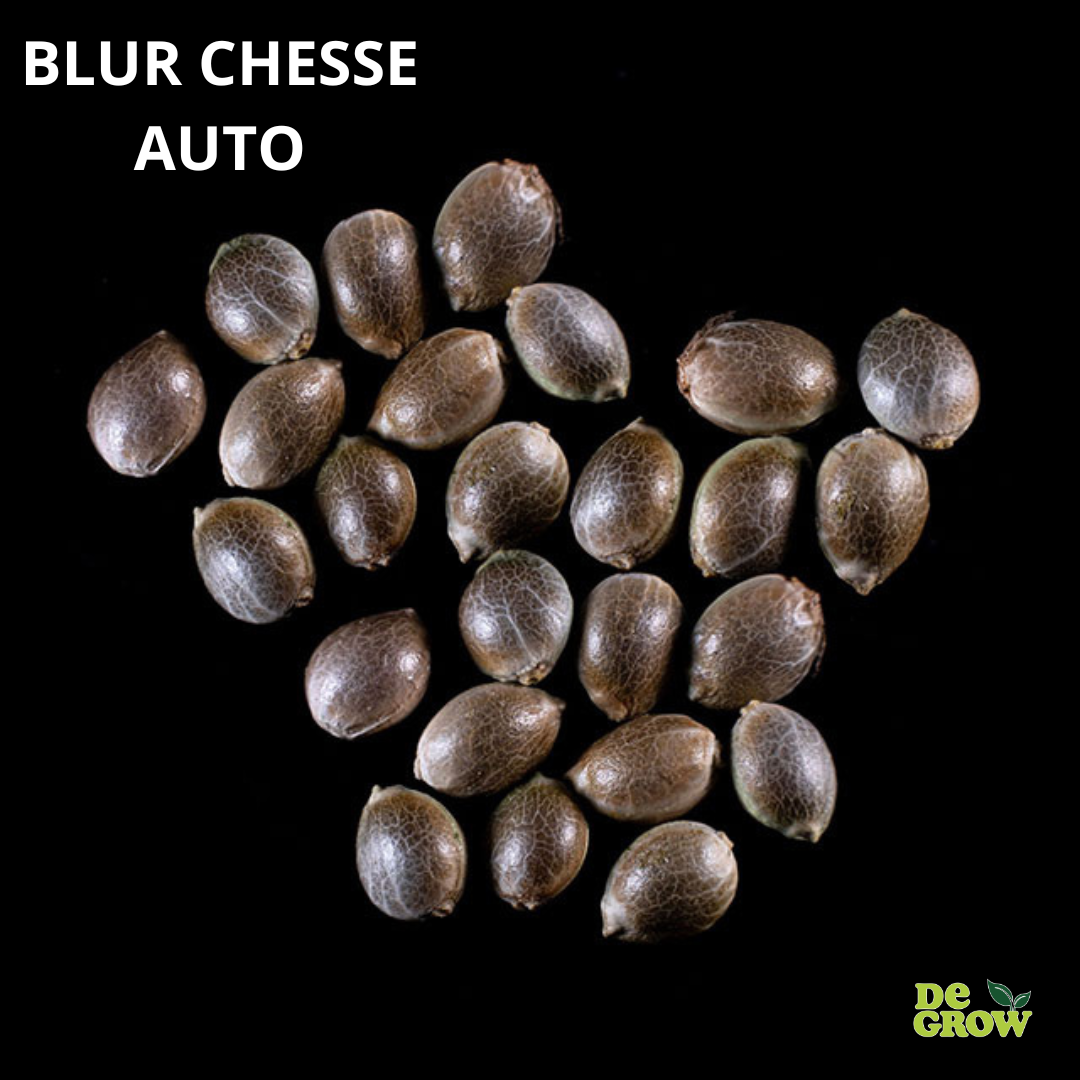 Blue Cheese Auto