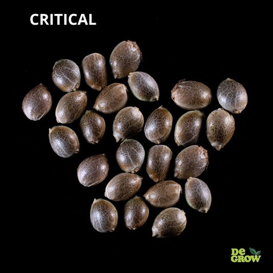 Critical