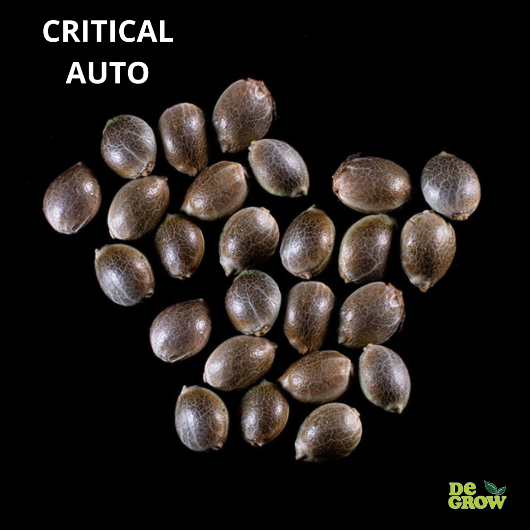 Critical Auto