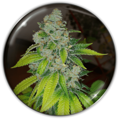 ZKITTLEZ FEM X3-MEDICAL SEEDS