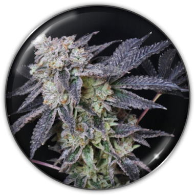 MINTZKITTLEZ FEM X3-MEDICAL SEEDS