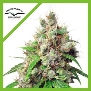 EUFORIA AUTO X3 - DUTCH PASSION