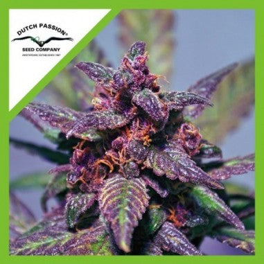 BLACKBERRY KUSH AUTO X3-DUTCH PASSION